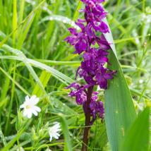 Orchidee