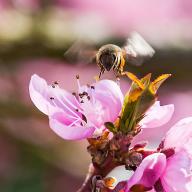 Eine Biene landet auf zarten rosa Blütenblättern eines Frühlingsstraußes.