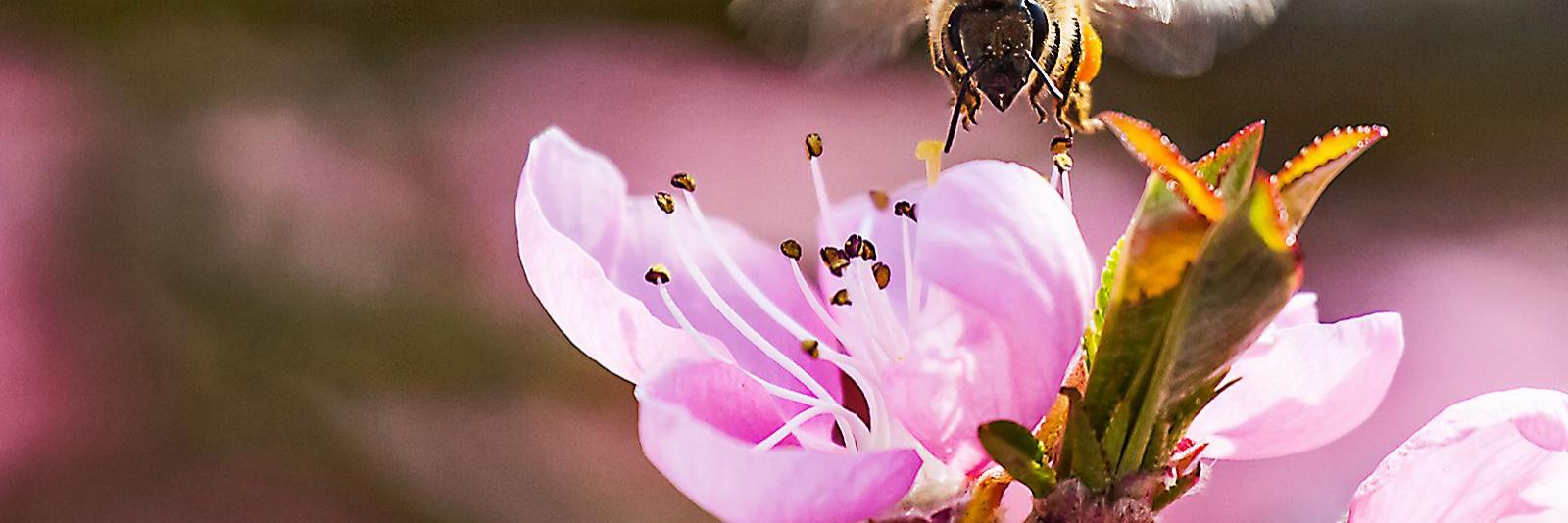 Eine Biene landet auf zarten rosa Blütenblättern eines Frühlingsstraußes.