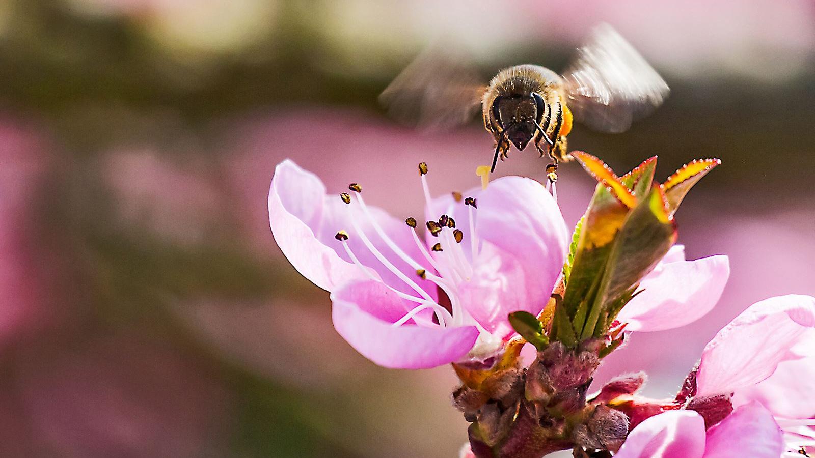 Eine Biene landet auf zarten rosa Blütenblättern eines Frühlingsstraußes.