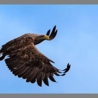 Seeadler