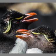 Felsenpinguine